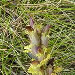 Pedicularis mixta Fruit