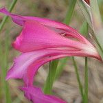 Gladiolus dubius പുഷ്പം