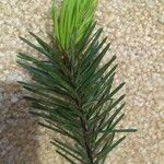 Picea sitchensis Leaf