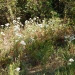 Eriogonum multiflorum Habit