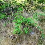 Rubus questieri Habitat