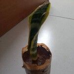 Sansevieria trifasciataFolha