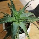 Aloe × spinosissima Hoja