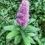 Spiraea salicifolia Övriga