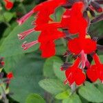 Salvia coccinea 花