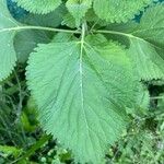 Leonotis nepetifoliaLeht