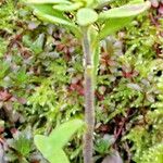 Alyssum alyssoides Fula
