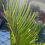 Cycas revolutaЛист