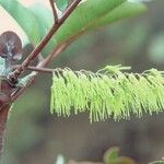 Cunonia macrophylla Φρούτο