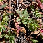 Hypericum brevistylum