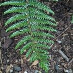 Polystichum polyblepharum Hoja