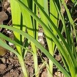 Allium fistulosum Bark