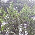 Abies alba Лист