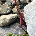 Epilobium anagallidifolium Hedelmä