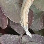 Oxalis corniculata Fruit