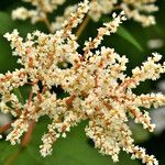 Koenigia polystachya ফুল