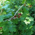 Ribes inerme Hábito