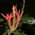 Aphelandra scabra Flor