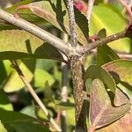 Viburnum prunifolium Kéreg