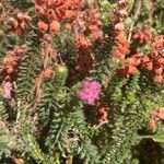 Erica ciliaris Foglia