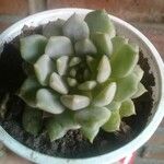 Echeveria elegans 叶