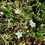 Sagina glabra Flower