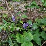 Aconitum variegatumКветка