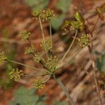 Lomatium howellii Plante entière