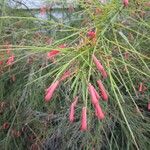 Russelia equisetiformis Fiore