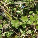 Veronica arvensis Leaf