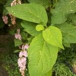 Syringa josikaea برگ