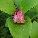 Hydnophytum moseleyanum Květ