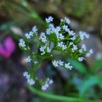 Valeriana tripteris Virág