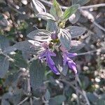 Teucrium fruticans Blüte