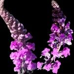 Linaria purpurea Kwiat