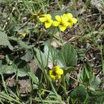 Viola purpurea Habit