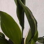 Aspidistra elatior Lehti