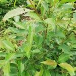 Syzygium guineense Folha