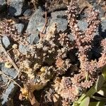 Edithcolea grandis Leaf