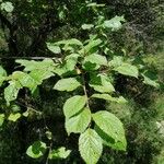 Prunus brigantina Leaf