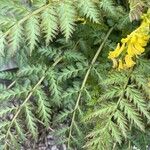 Corydalis cheilanthifolia Folla