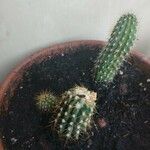 Echinopsis huascha Hábito