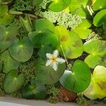 Nymphoides indica Maua