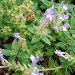 Scutellaria alpina Habit