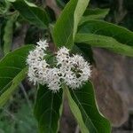 Ehretia cymosa Flor