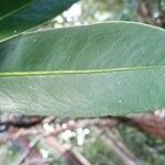 Gordonia axillaris Blad