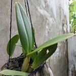 Guarianthe skinneri Leaf