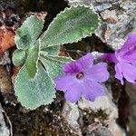 Primula marginata आदत