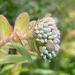 Hylotelephium anacampseros Flower