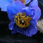 Meconopsis simikotensis Habitatea